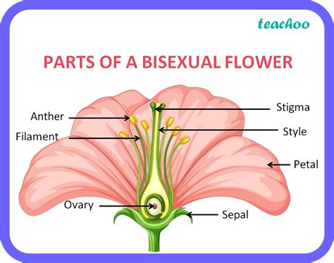 bisexual flower meaning in hindi|list the two reproductive parts of a bisexual flower.